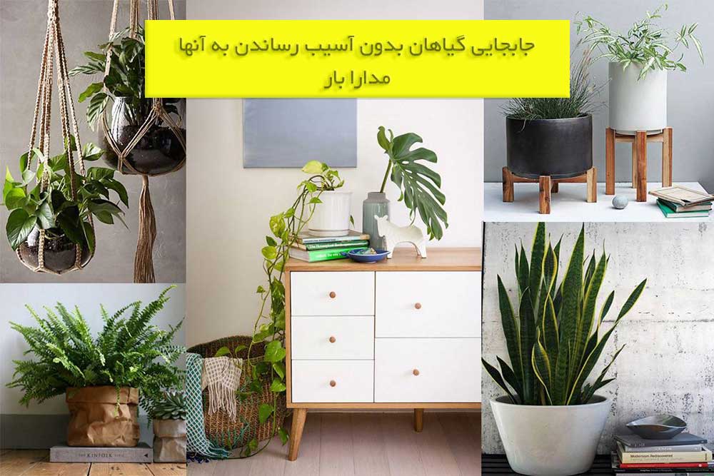 23 - جابجایی گیاهان در اسباب کشی بدون آسیب رساندن به آنها در اصفهان