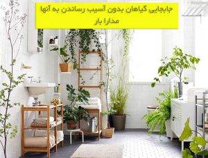 جابجایی گیاهان در اسباب کشی بدون آسیب رساندن به آنها در اصفهان